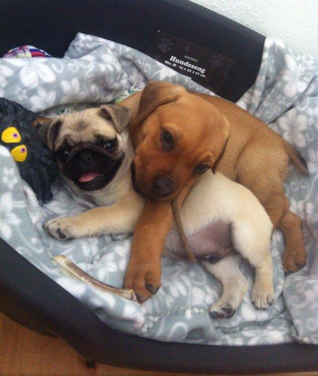 Blanding af racer Perle billede 7