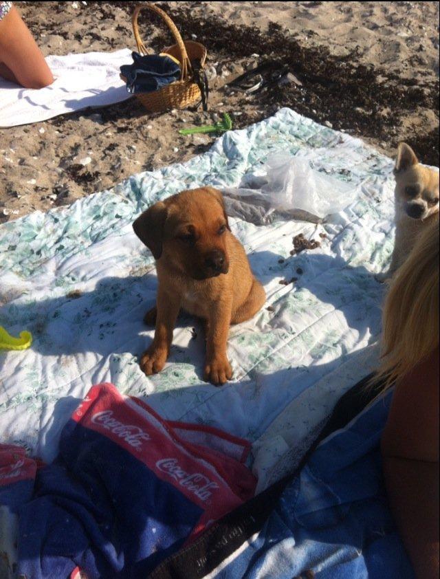 Blanding af racer Perle billede 8