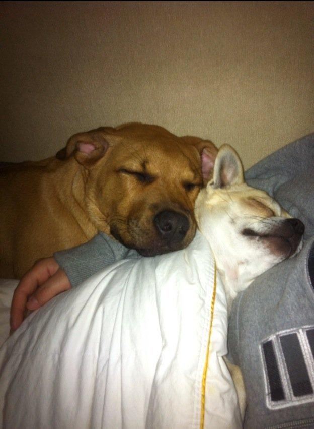 Blanding af racer Perle billede 11