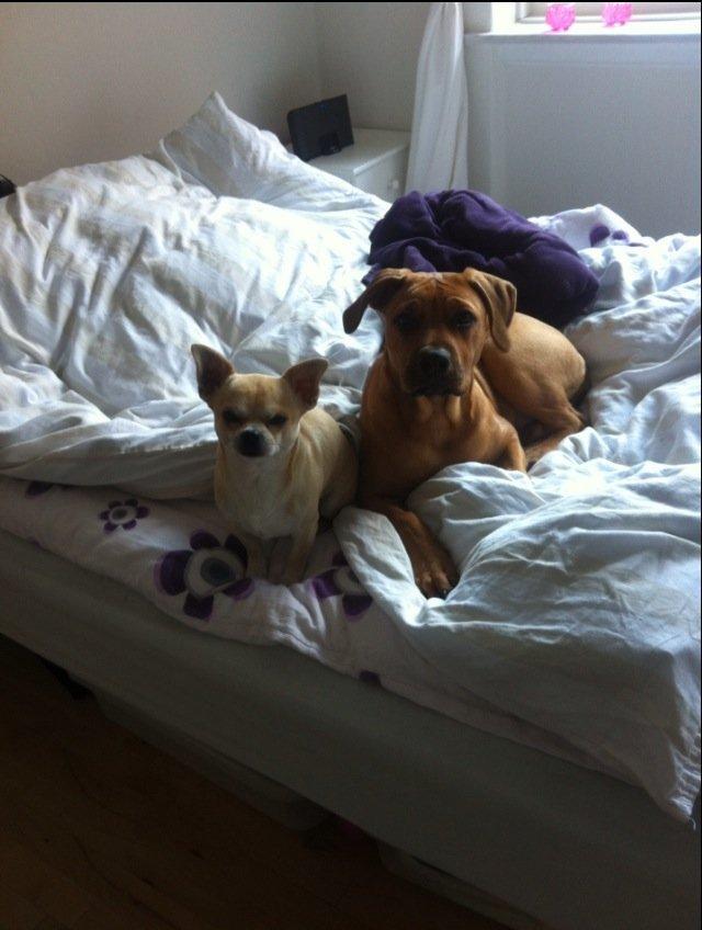 Blanding af racer Perle billede 12