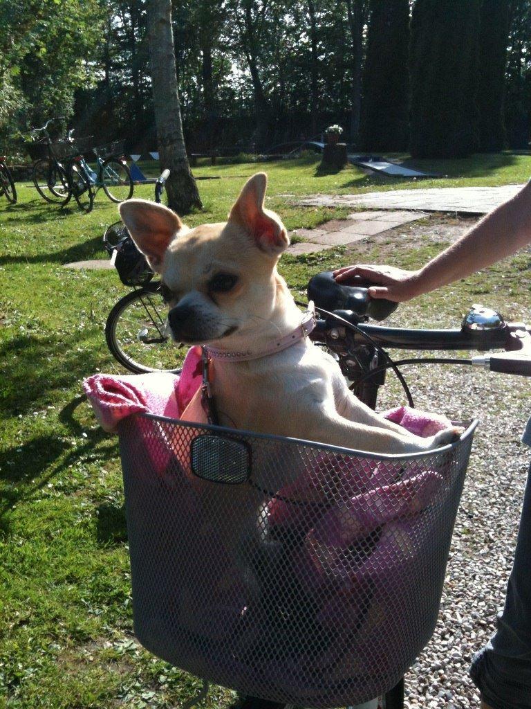 Chihuahua Joe - Joe på cykeltur. (Er han tit om sommeren, og han nyder det utroligt meget) billede 1