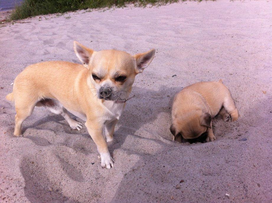Chihuahua Joe - Joe med min søsters hvalp Pascal, på stranden. billede 2