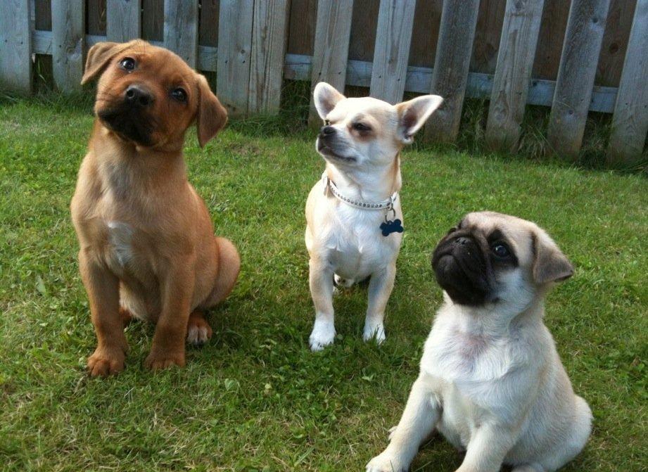 Chihuahua Joe - Fra venstre: Perle (vores hvalp fra maj 2012) Joe og Pascal (Min søsters hvalp fra maj 2012) billede 3