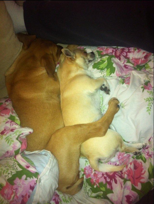 Chihuahua Joe - Sovetryner:-) De elsker at putte! billede 6