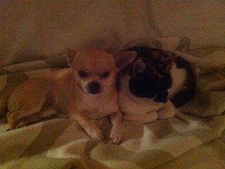 Chihuahua Joe - Joe og min mors kat Oline. (Se beskrivelse). De er helt udadskillige. billede 9