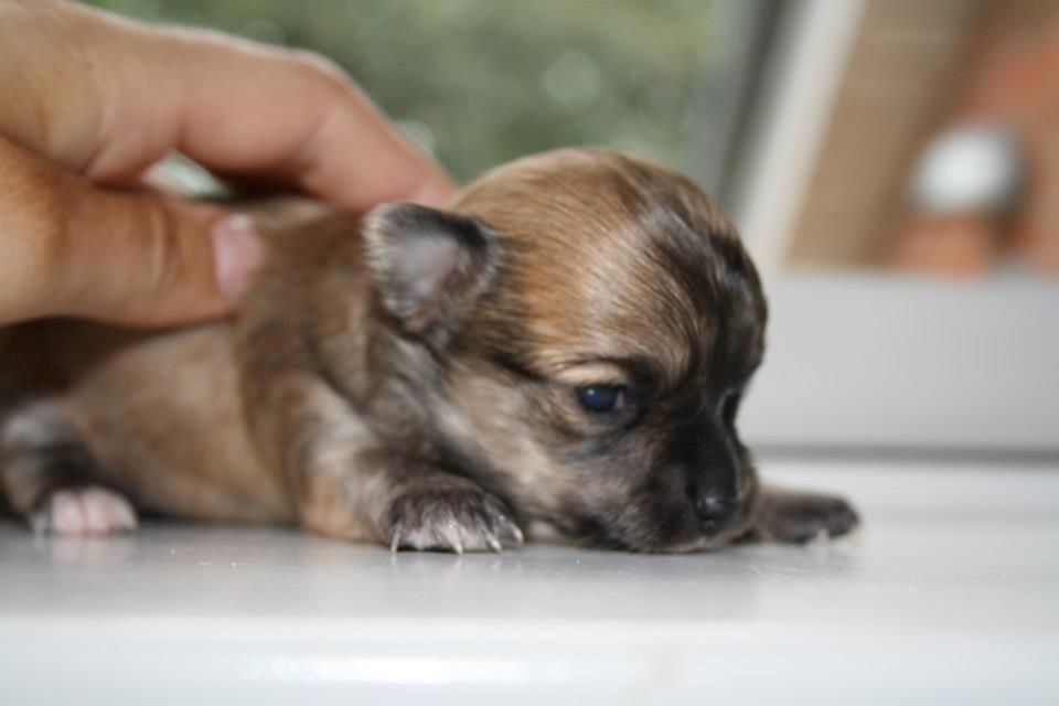 Chihuahua Bella billede 1