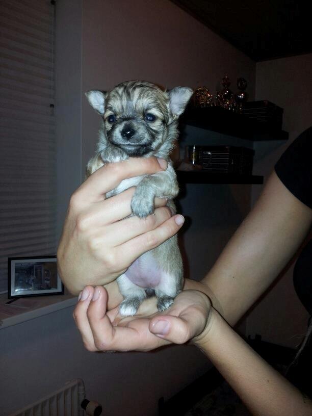 Chihuahua Bella billede 2