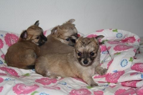 Chihuahua Bella billede 3