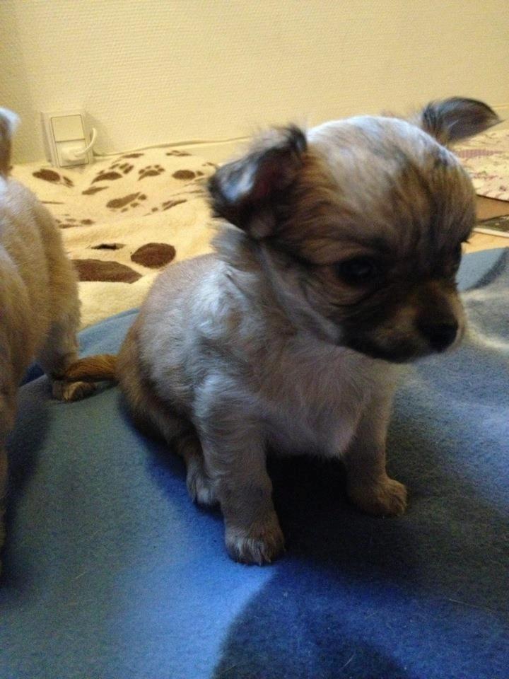 Chihuahua Bella billede 4