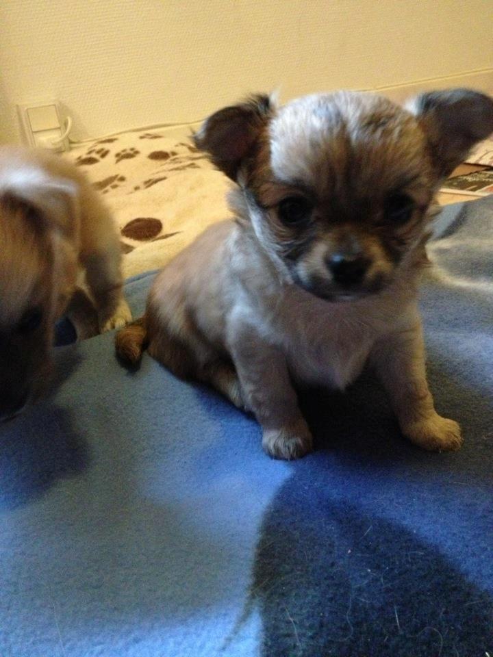 Chihuahua Bella billede 5