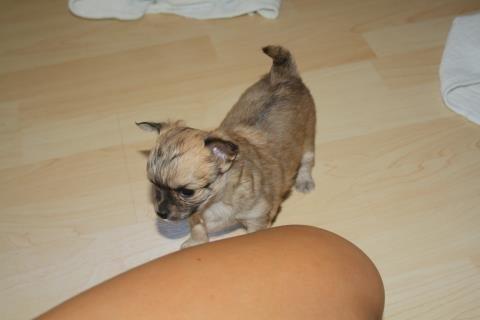 Chihuahua Bella billede 6