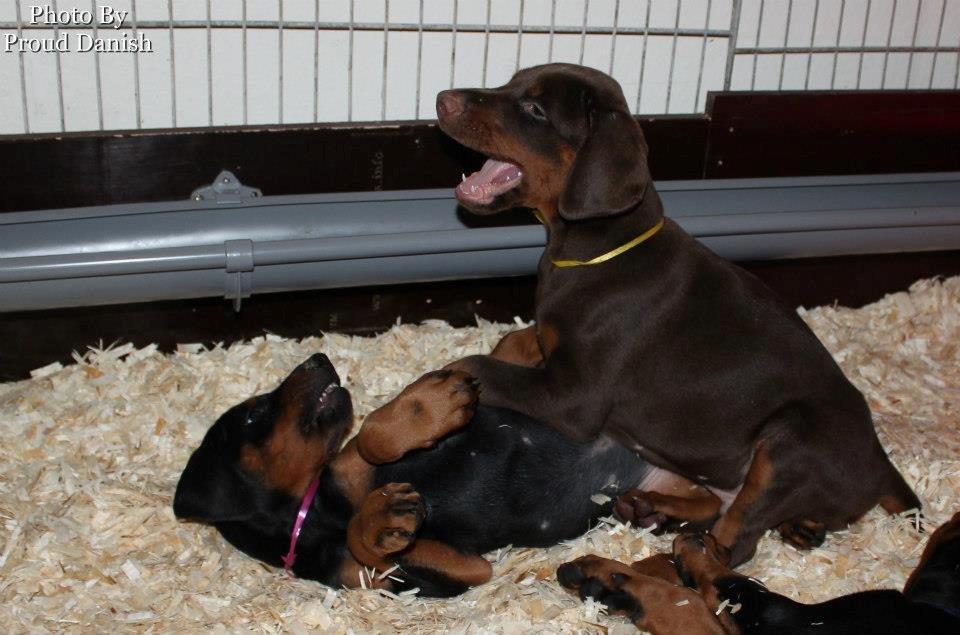 Dobermann Proud Danish Face Of Beauty billede 14