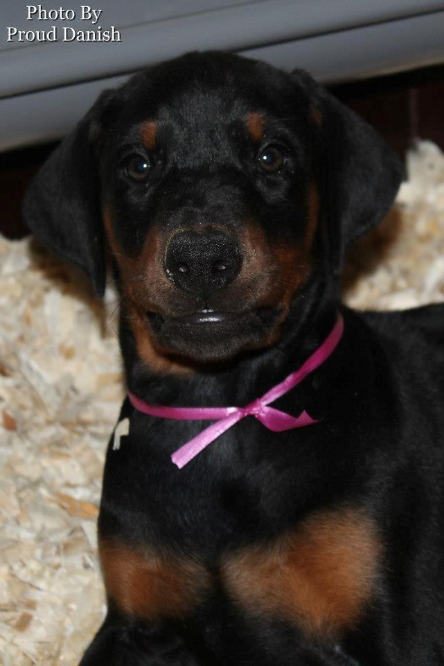 Dobermann Proud Danish Face Of Beauty billede 15