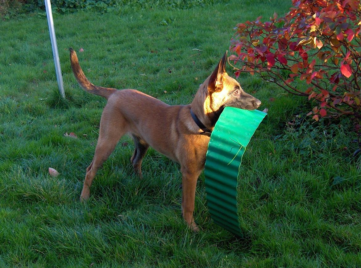 Malinois Halley vom Lobertal - Og hun render stadig med alt, hun kan finde. Her har hun været i garagen og snuppe et stykke bedafgrænser. Bette Kleptoman ;-) billede 13