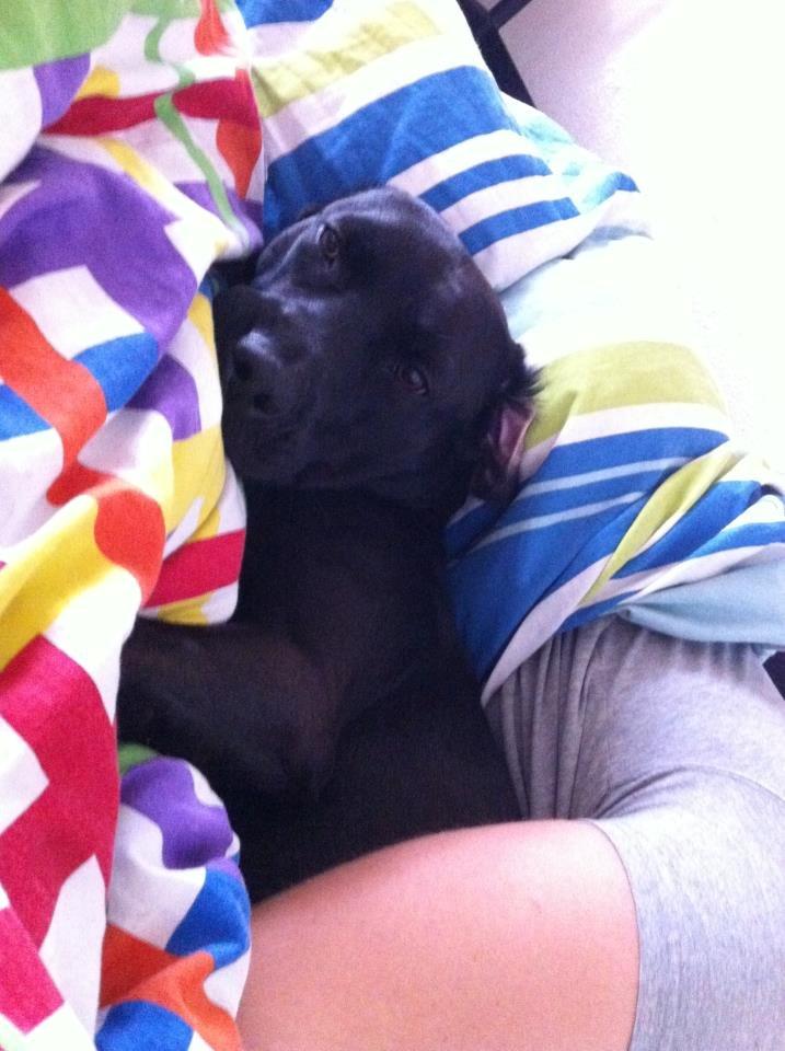 Blanding af racer Dina billede 11