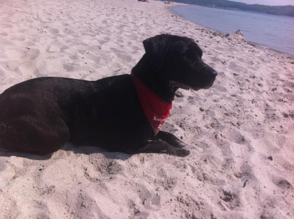 Blanding af racer Dina billede 12