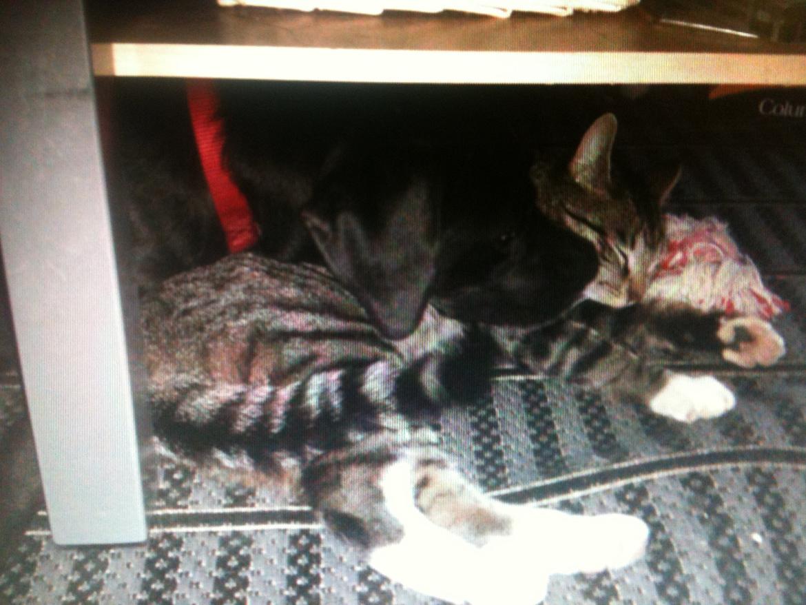 Blanding af racer Dina billede 13