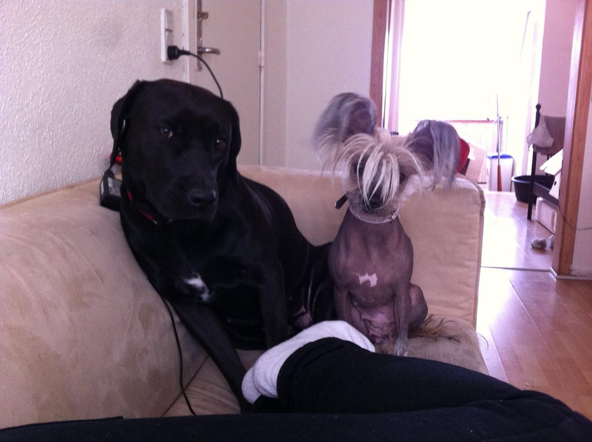 Blanding af racer Dina billede 14