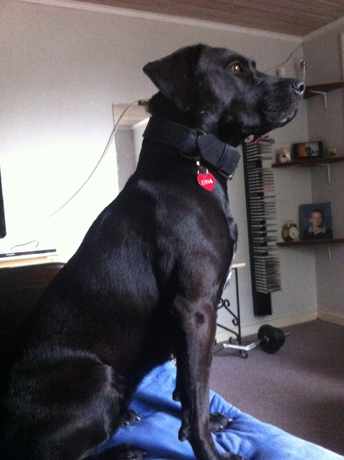 Blanding af racer Dina billede 15