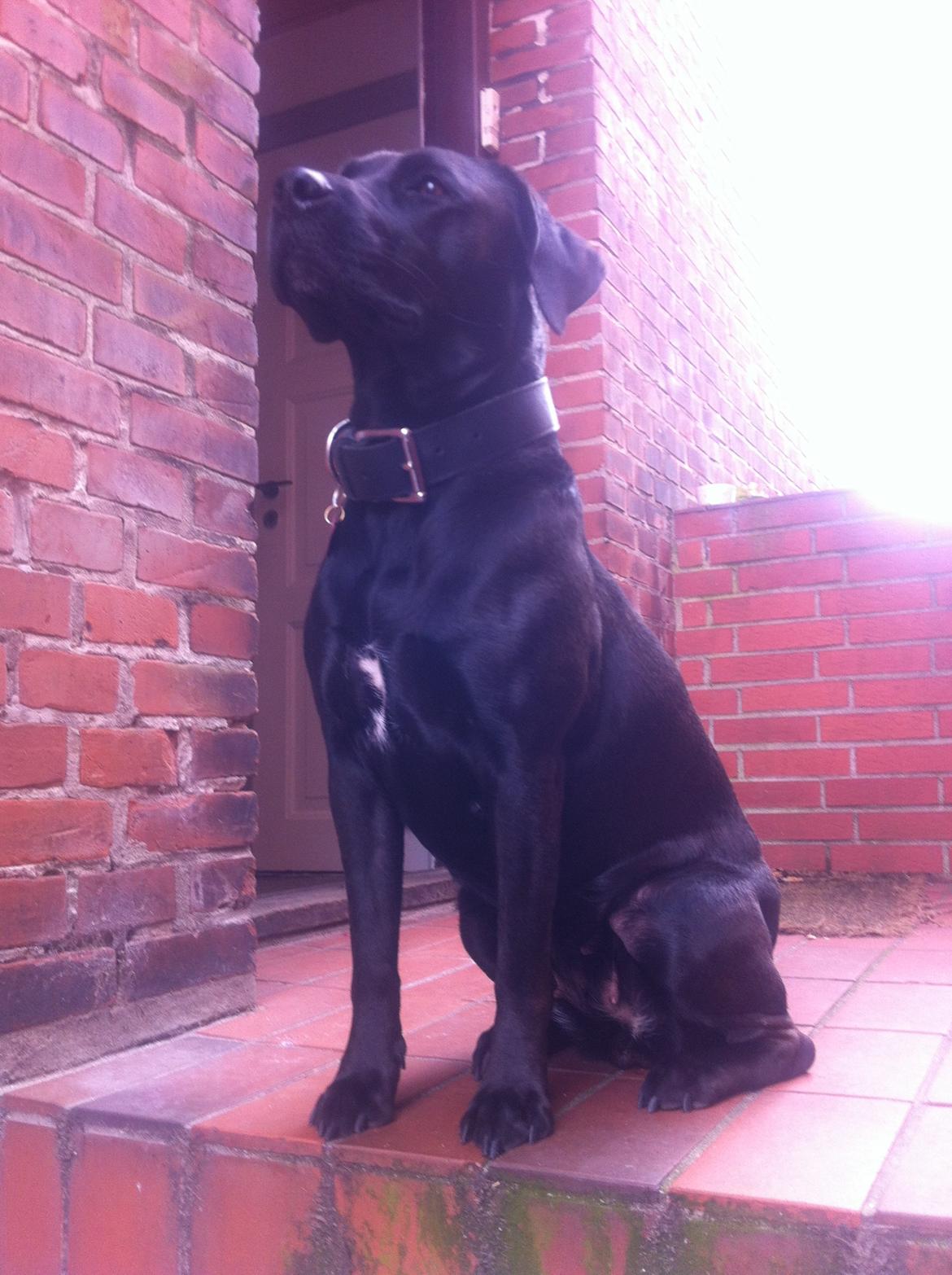 Blanding af racer Dina billede 16