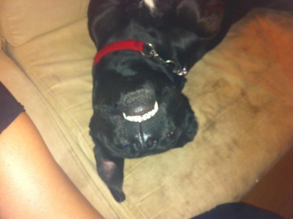 Blanding af racer Dina billede 17