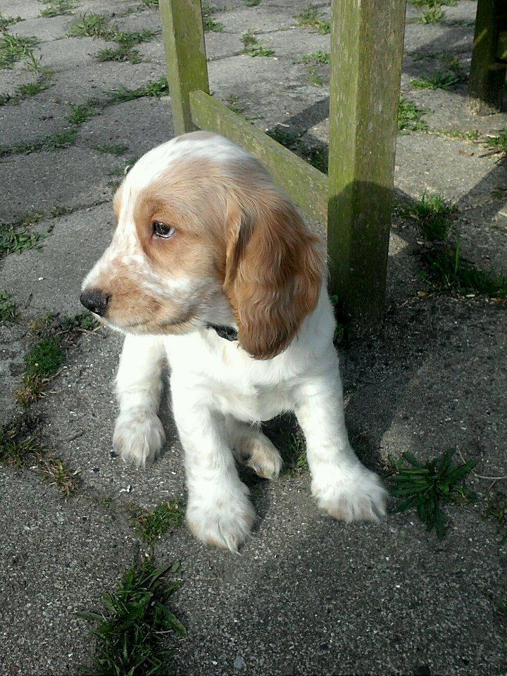 Cocker spaniel Harley billede 3