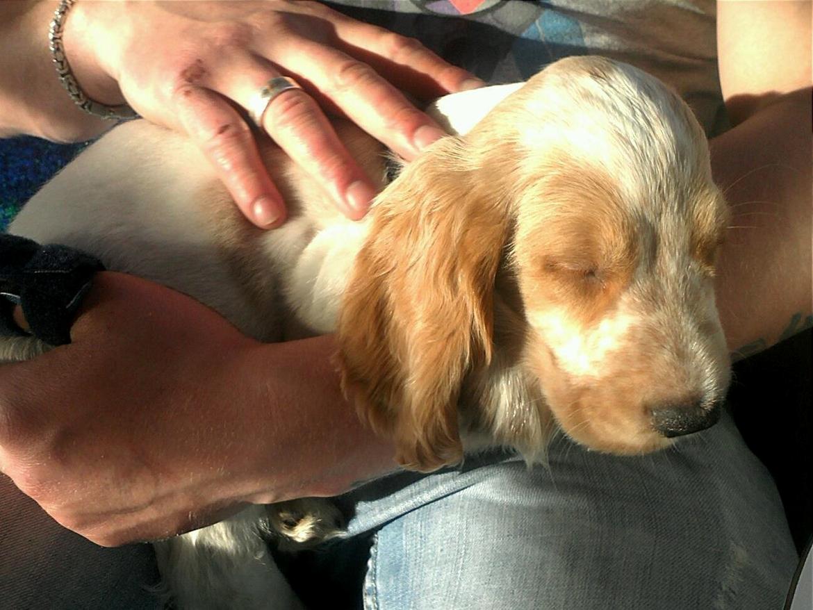 Cocker spaniel Harley billede 4