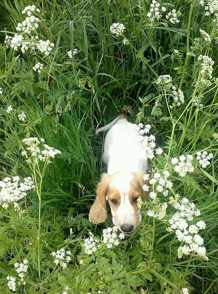 Cocker spaniel Harley billede 6
