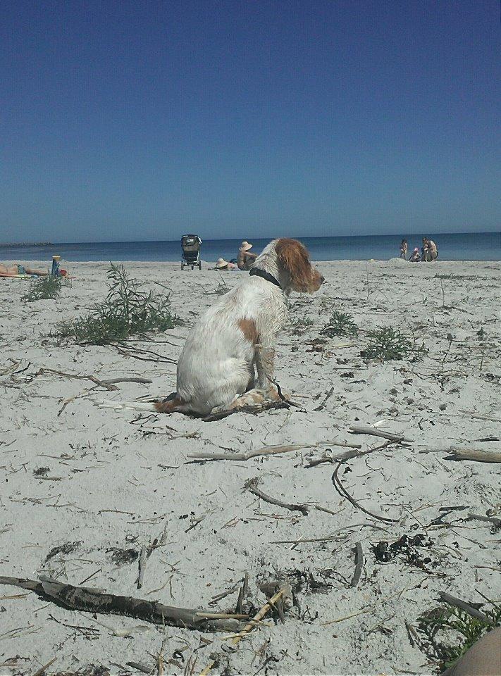 Cocker spaniel Harley billede 7