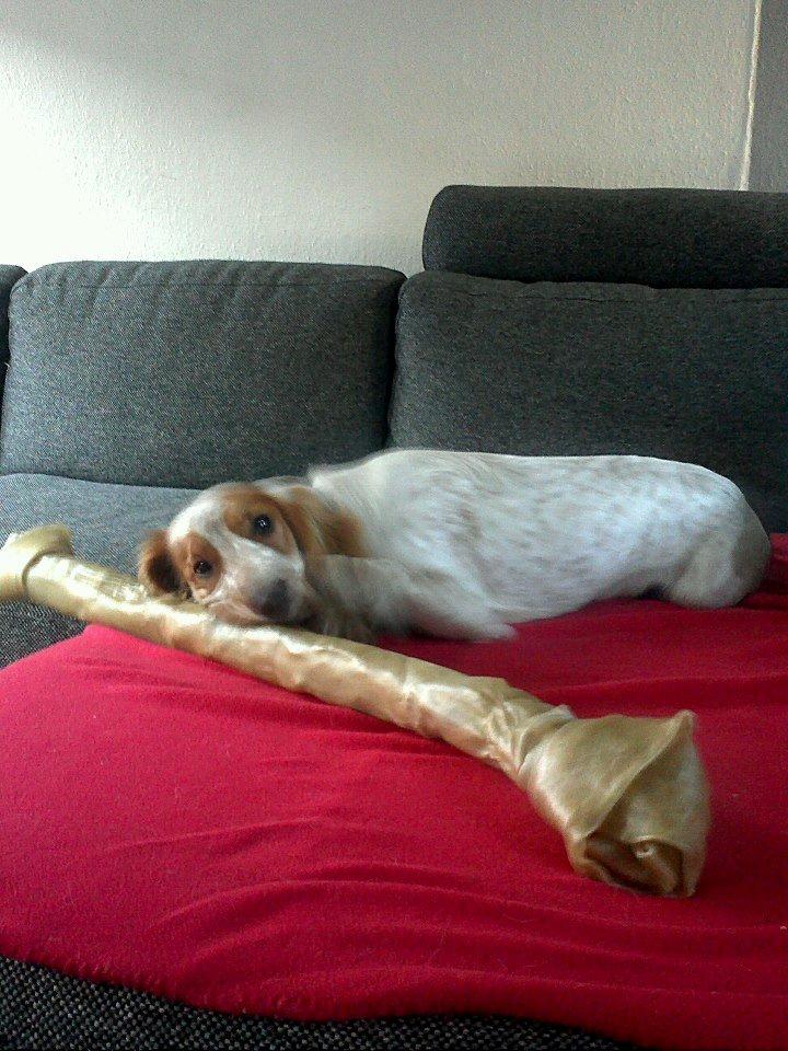 Cocker spaniel Harley billede 8