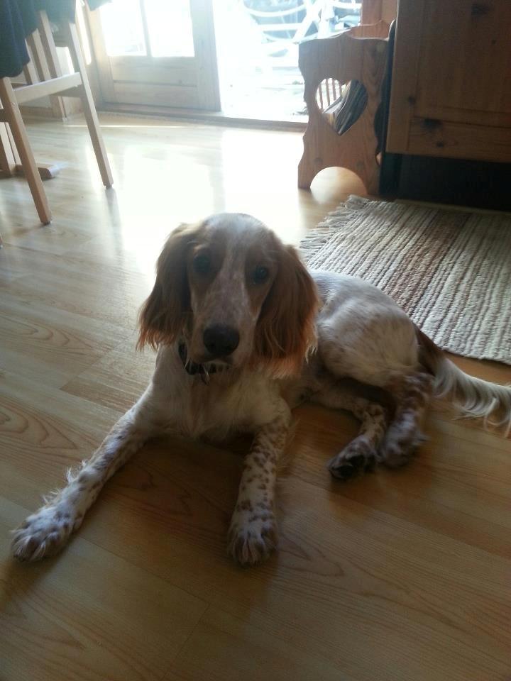 Cocker spaniel Harley billede 9