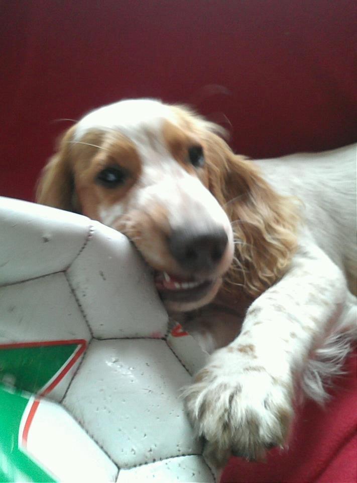 Cocker spaniel Harley billede 10