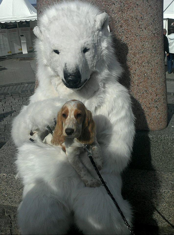 Cocker spaniel Harley billede 11