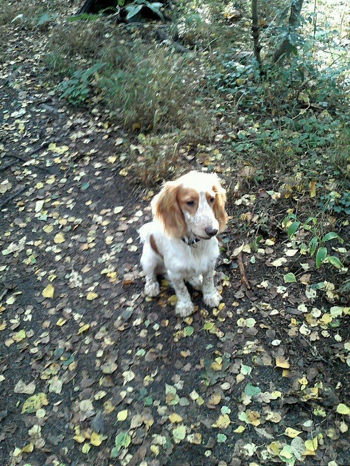 Cocker spaniel Harley billede 12