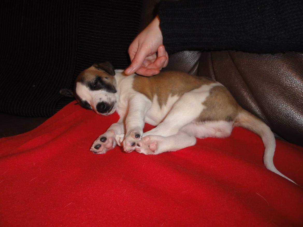 Whippet Mille billede 8