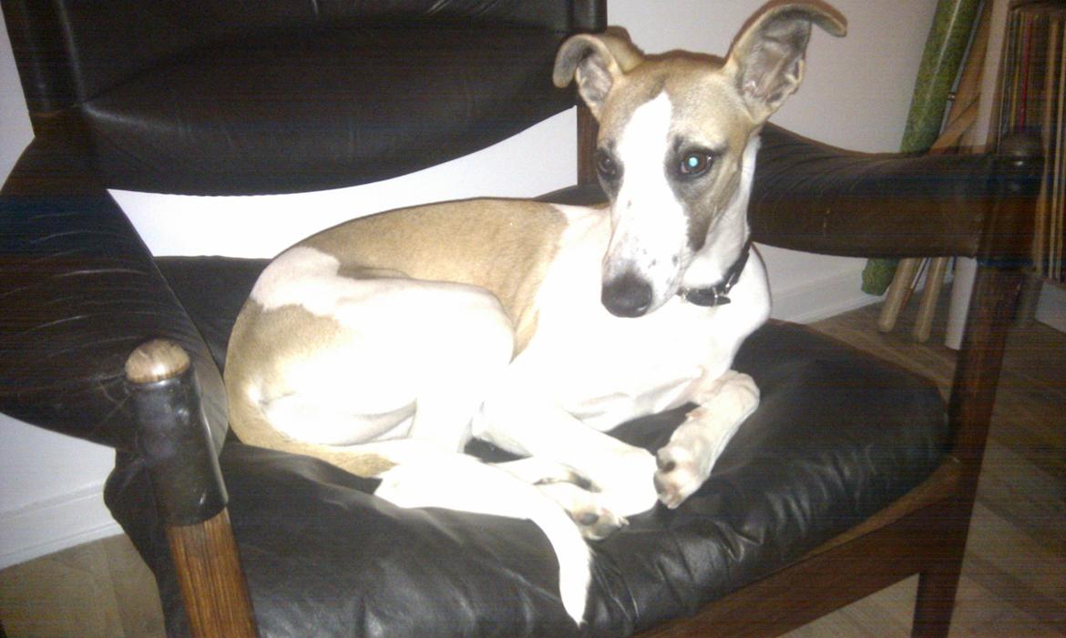 Whippet Mille billede 9