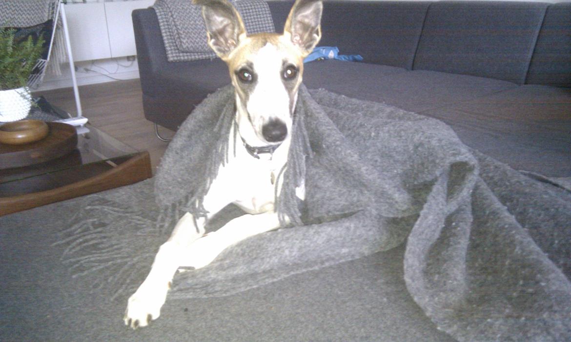 Whippet Mille billede 4
