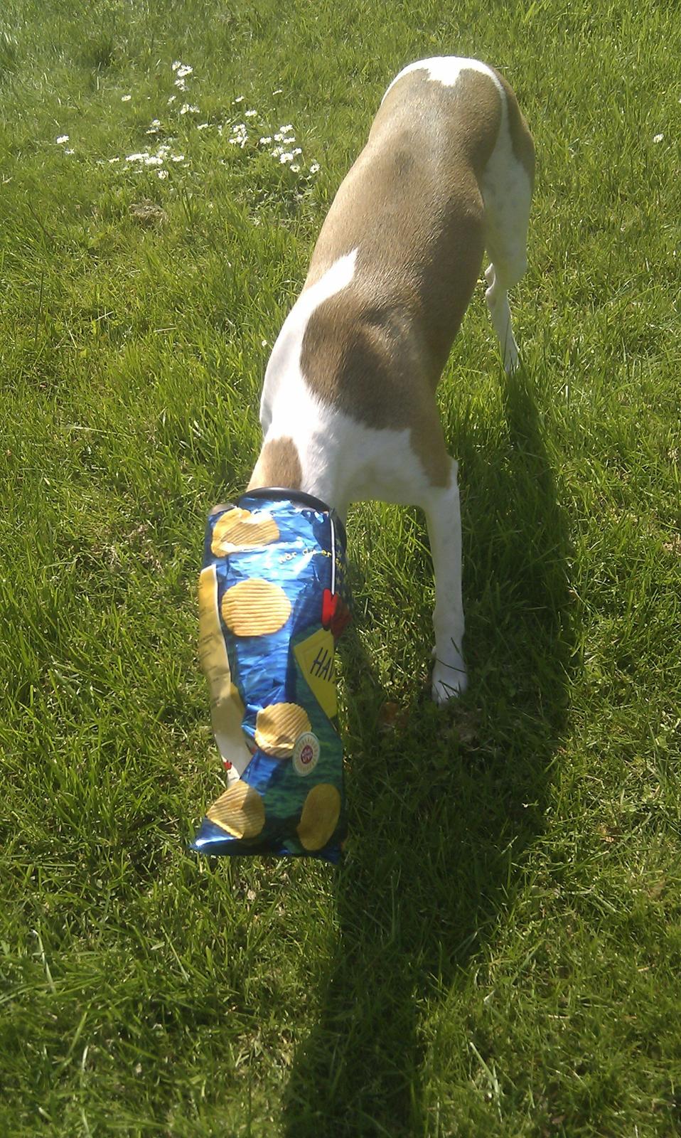 Whippet Mille billede 5