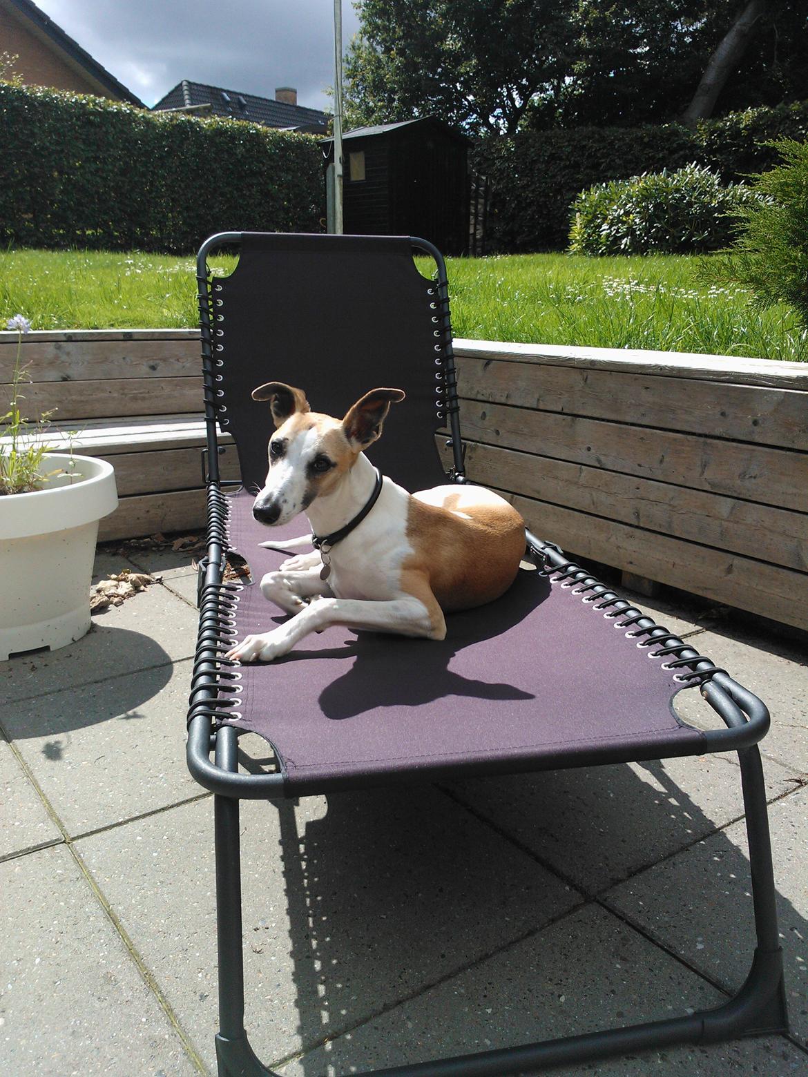 Whippet Mille billede 6