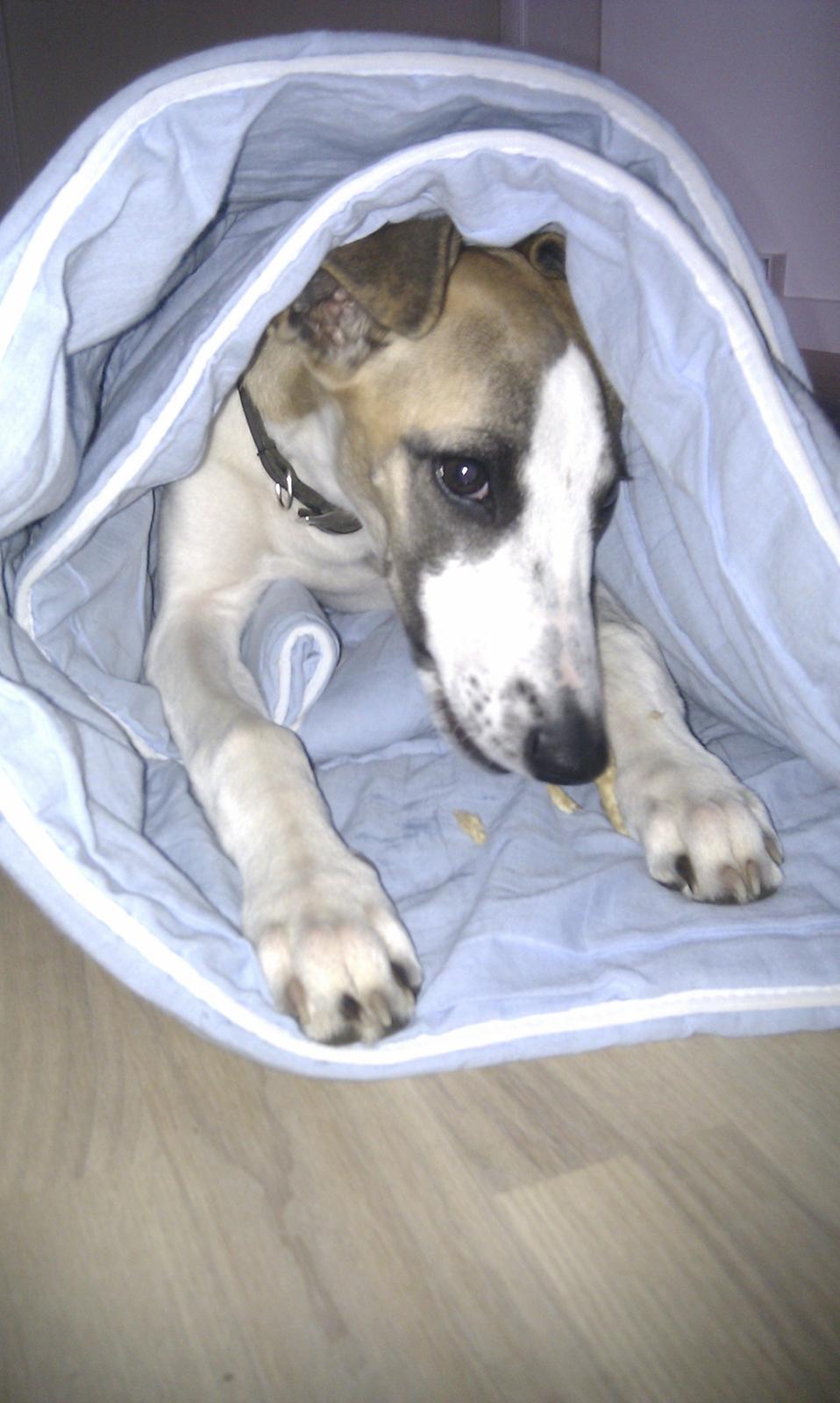 Whippet Mille billede 7