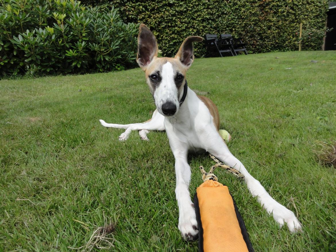 Whippet Mille billede 1