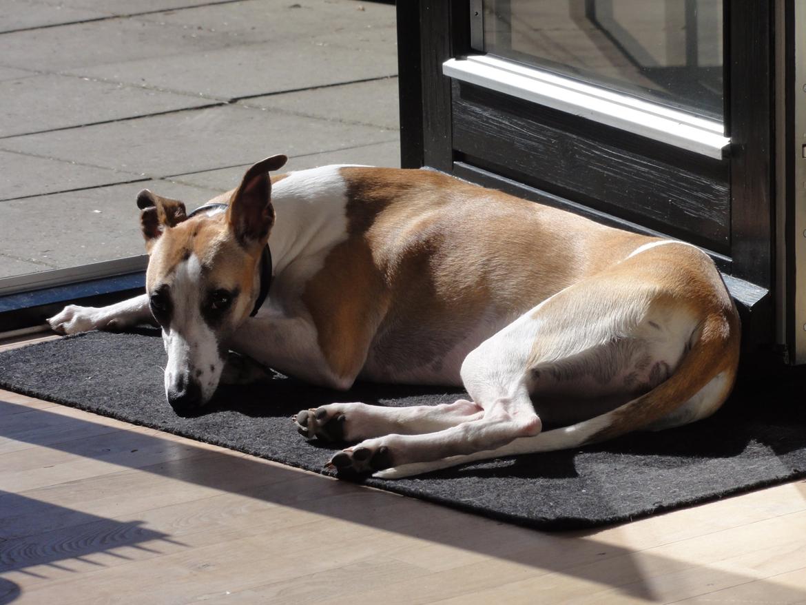 Whippet Mille billede 10