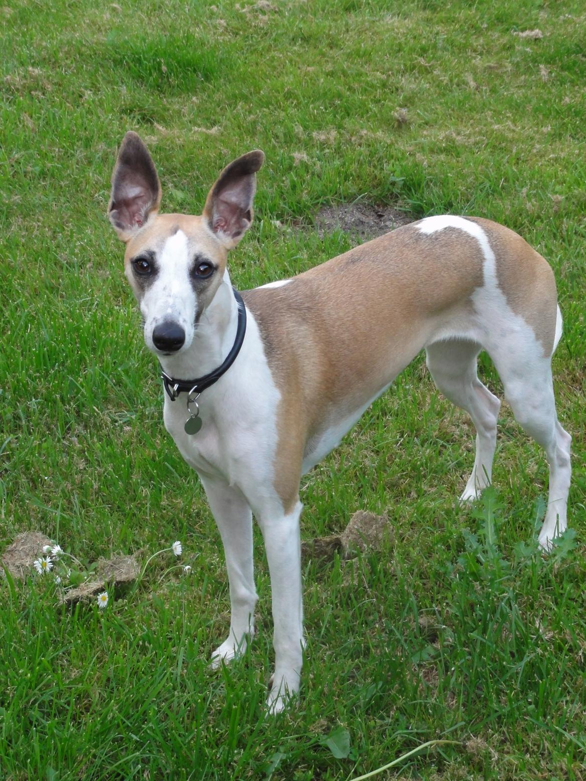 Whippet Mille billede 3