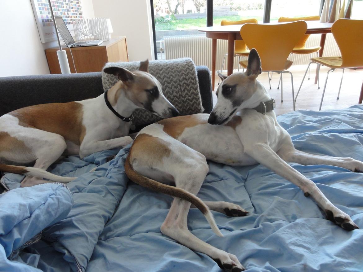 Whippet Mille billede 11