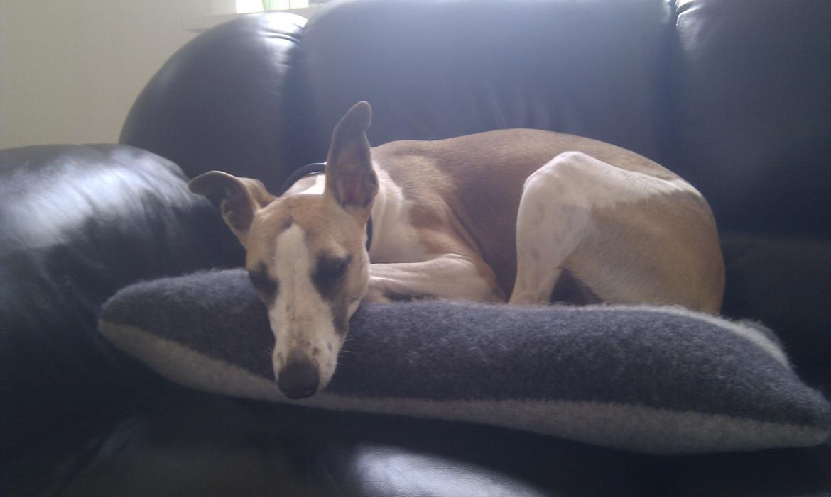 Whippet Mille billede 12