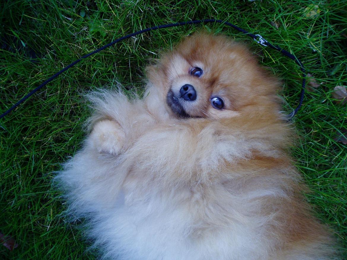 Pomeranian Naw Ore Never Of Majas Pomeranian World ( Maddox ) billede 7