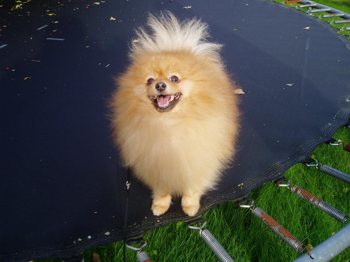 Pomeranian Naw Ore Never Of Majas Pomeranian World ( Maddox ) - Smil til verden og verden smiler igen <3 billede 1