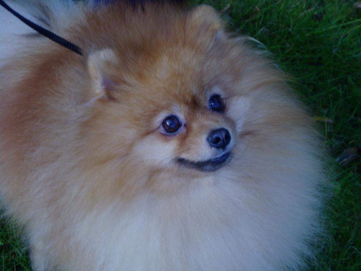 Pomeranian Naw Ore Never Of Majas Pomeranian World ( Maddox ) - farvel med jer alle sammen billede 11