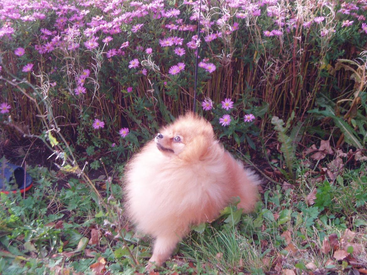 Pomeranian Naw Ore Never Of Majas Pomeranian World ( Maddox ) billede 3