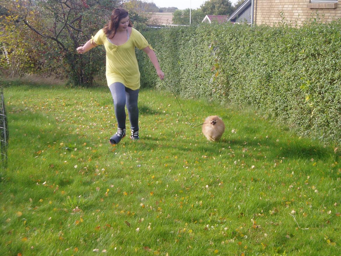 Pomeranian Naw Ore Never Of Majas Pomeranian World ( Maddox ) - LØB for livet!! <3 billede 6